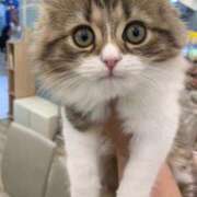 ヒメ日記 2025/01/30 21:31 投稿 特プレミアろびん【NO１！】 LIPS(リップス)