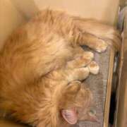 ヒメ日記 2025/05/03 19:30 投稿 特プレミアろびん【NO１！】 LIPS(リップス)