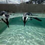 ヒメ日記 2025/05/08 21:46 投稿 特プレミアろびん【NO１！】 LIPS(リップス)