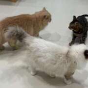 ヒメ日記 2025/05/13 22:02 投稿 特プレミアろびん【NO１！】 LIPS(リップス)