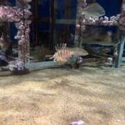 ヒメ日記 2025/05/16 21:55 投稿 特プレミアろびん【NO１！】 LIPS(リップス)