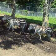 ヒメ日記 2025/07/13 20:10 投稿 特プレミアろびん【NO１！】 LIPS(リップス)