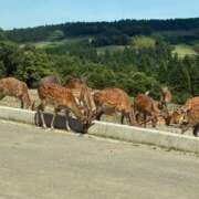 ヒメ日記 2025/07/14 21:59 投稿 特プレミアろびん【NO１！】 LIPS(リップス)