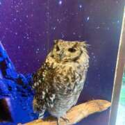 ヒメ日記 2025/07/16 22:11 投稿 特プレミアろびん【NO１！】 LIPS(リップス)