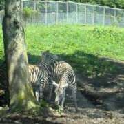 ヒメ日記 2025/07/17 21:05 投稿 特プレミアろびん【NO１！】 LIPS(リップス)