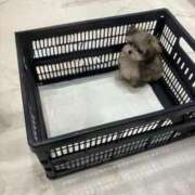 ヒメ日記 2025/07/24 21:58 投稿 特プレミアろびん【NO１！】 LIPS(リップス)