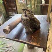 ヒメ日記 2025/08/22 21:19 投稿 特プレミアろびん【NO１！】 LIPS(リップス)