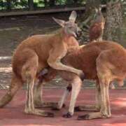 ヒメ日記 2025/08/25 22:34 投稿 特プレミアろびん【NO１！】 LIPS(リップス)