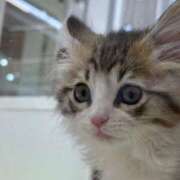 ヒメ日記 2025/10/03 19:03 投稿 特プレミアろびん【NO１！】 LIPS(リップス)