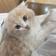 ヒメ日記 2025/10/29 18:54 投稿 特プレミアろびん【NO１！】 LIPS(リップス)