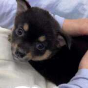 ヒメ日記 2025/11/15 21:02 投稿 特プレミアろびん【NO１！】 LIPS(リップス)