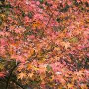 ヒメ日記 2025/11/19 18:18 投稿 特プレミアろびん【NO１！】 LIPS(リップス)