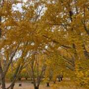 ヒメ日記 2025/11/25 17:14 投稿 特プレミアろびん【NO１！】 LIPS(リップス)