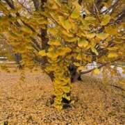 ヒメ日記 2025/11/28 15:45 投稿 特プレミアろびん【NO１！】 LIPS(リップス)