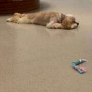 ヒメ日記 2025/12/06 22:09 投稿 特プレミアろびん【NO１！】 LIPS(リップス)