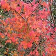 ヒメ日記 2025/12/07 20:15 投稿 特プレミアろびん【NO１！】 LIPS(リップス)