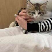 特プレミアろびん【NO１！】 シンデレラ♡ LIPS(リップス)