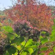 ヒメ日記 2025/12/19 22:07 投稿 特プレミアろびん【NO１！】 LIPS(リップス)