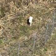 ヒメ日記 2026/02/12 21:00 投稿 特プレミアろびん【NO１！】 LIPS(リップス)