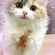 ヒメ日記 2026/04/19 22:26 投稿 特プレミアろびん【NO１！】 LIPS(リップス)