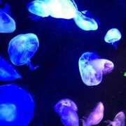 ヒメ日記 2025/01/28 16:04 投稿 いおり【グラマーエロボディ】 LIPS(リップス)