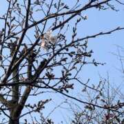 ヒメ日記 2025/03/26 20:47 投稿 いおり【グラマーエロボディ】 LIPS(リップス)