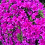 ヒメ日記 2025/04/24 10:06 投稿 いおり【グラマーエロボディ】 LIPS(リップス)