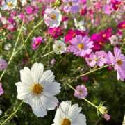 ヒメ日記 2025/11/11 19:08 投稿 いおり【グラマーエロボディ】 LIPS(リップス)