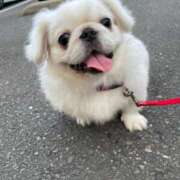 ヒメ日記 2024/12/28 20:13 投稿 あかね【抜群美脚・美尻】 LIPS(リップス)