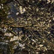 ヒメ日記 2025/03/30 14:37 投稿 あかね【抜群美脚・美尻】 LIPS(リップス)