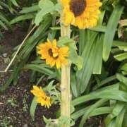 ヒメ日記 2025/11/12 19:00 投稿 さら 熟女の風俗最終章 本厚木店