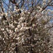 ヒメ日記 2025/02/08 08:13 投稿 まみ 五反田・品川おかあさん