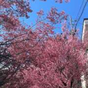 ヒメ日記 2025/03/18 08:03 投稿 まみ 五反田・品川おかあさん