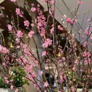 ヒメ日記 2025/03/21 11:03 投稿 まみ 五反田・品川おかあさん