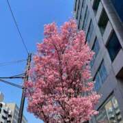 ヒメ日記 2025/03/24 08:13 投稿 まみ 五反田・品川おかあさん