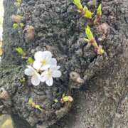 ヒメ日記 2025/03/31 07:13 投稿 まみ 五反田・品川おかあさん