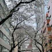 ヒメ日記 2025/04/01 07:49 投稿 まみ 五反田・品川おかあさん