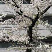 ヒメ日記 2025/04/05 07:23 投稿 まみ 五反田・品川おかあさん