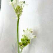 ヒメ日記 2025/07/19 07:53 投稿 まみ 五反田・品川おかあさん