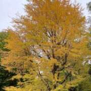 ヒメ日記 2025/11/14 07:53 投稿 まみ 五反田・品川おかあさん