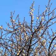 ヒメ日記 2026/02/16 07:43 投稿 まみ 五反田・品川おかあさん