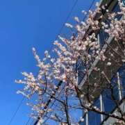 ヒメ日記 2026/03/02 07:53 投稿 まみ 五反田・品川おかあさん