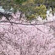 ヒメ日記 2026/03/18 17:43 投稿 まみ 五反田・品川おかあさん