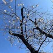 ヒメ日記 2026/03/28 09:53 投稿 まみ 五反田・品川おかあさん