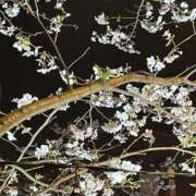 ヒメ日記 2026/03/31 08:03 投稿 まみ 五反田・品川おかあさん