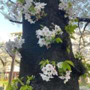 ヒメ日記 2026/04/06 07:43 投稿 まみ 五反田・品川おかあさん