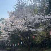 ヒメ日記 2025/03/29 09:00 投稿 しずな ご近所物語