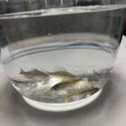 ヒメ日記 2025/01/30 10:07 投稿 ひろ 素人妻御奉仕倶楽部Hip's松戸店