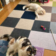 ヒメ日記 2025/02/13 16:03 投稿 ひろ 素人妻御奉仕倶楽部Hip's松戸店