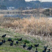 ヒメ日記 2025/02/17 08:02 投稿 ひろ 素人妻御奉仕倶楽部Hip's松戸店